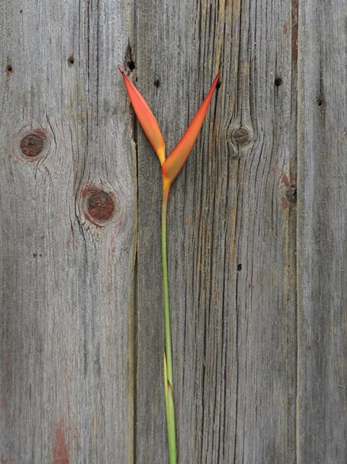 Fire Opal Orange Psittacorum Tropicals